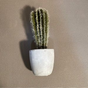 Faux Cactus Decor